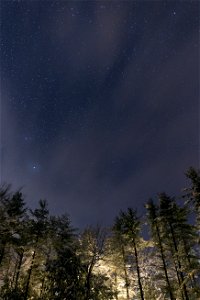Bright Forest Under Night Sky photo