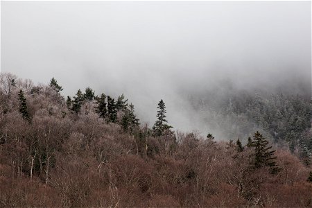 Foggy Forest Landscape photo