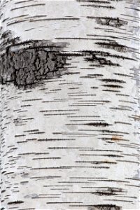 Amazing Birch Bark Texture photo