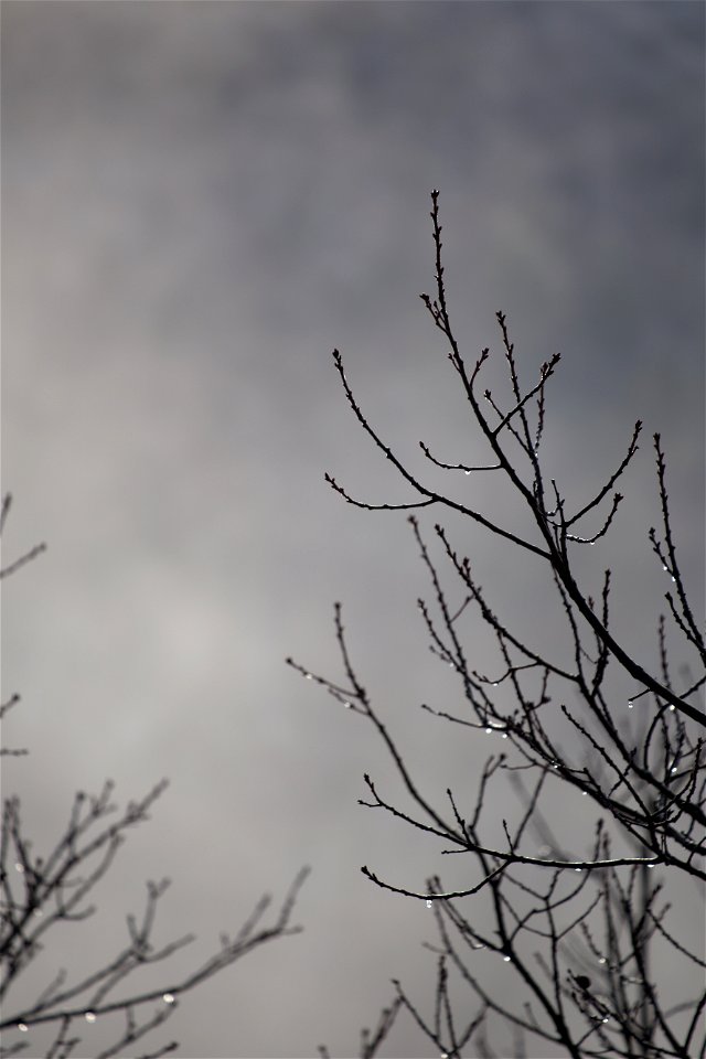 Barren Branches Silhouette photo