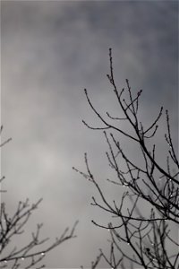 Barren Branches Silhouette photo