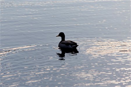 Lone Duck photo