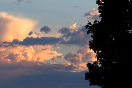 Tree Silhouette Against Late Day Summer Sky photo