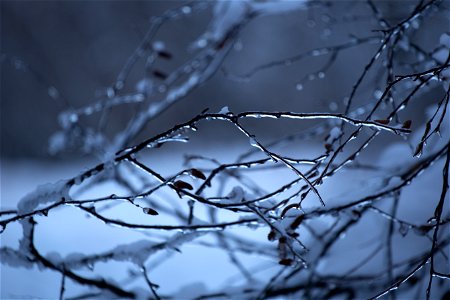 Ice Coated Delicate Branches photo