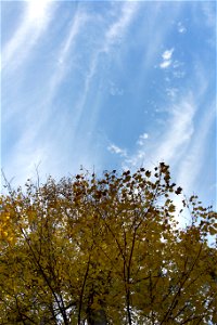 Looking Up to an Autumn Sky photo