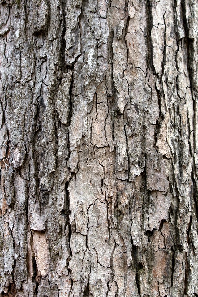 Rough Old Bark Texture photo