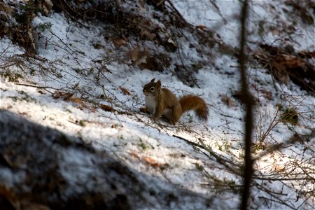 Red Squirrel in the Shadows photo