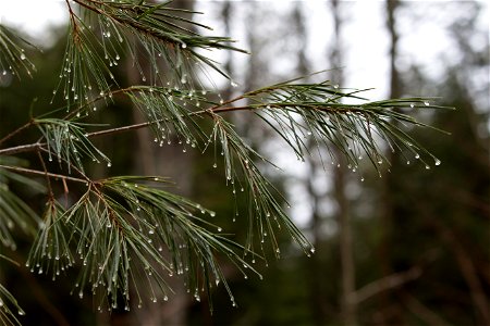 Wet Pine Needles in Forest photo