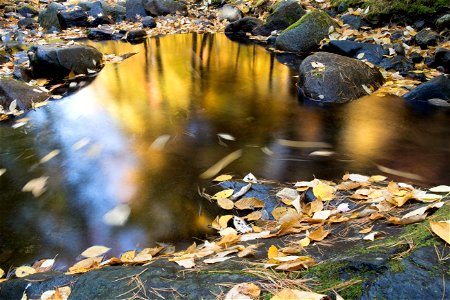 Fall Forest Reflections photo