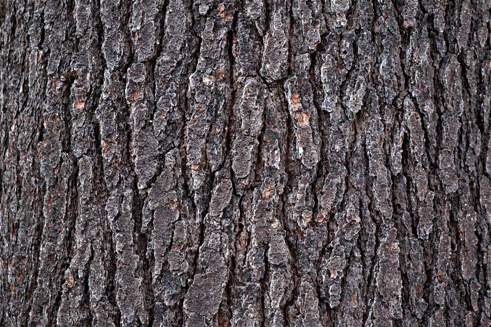 Rough Pine Bark Texture photo