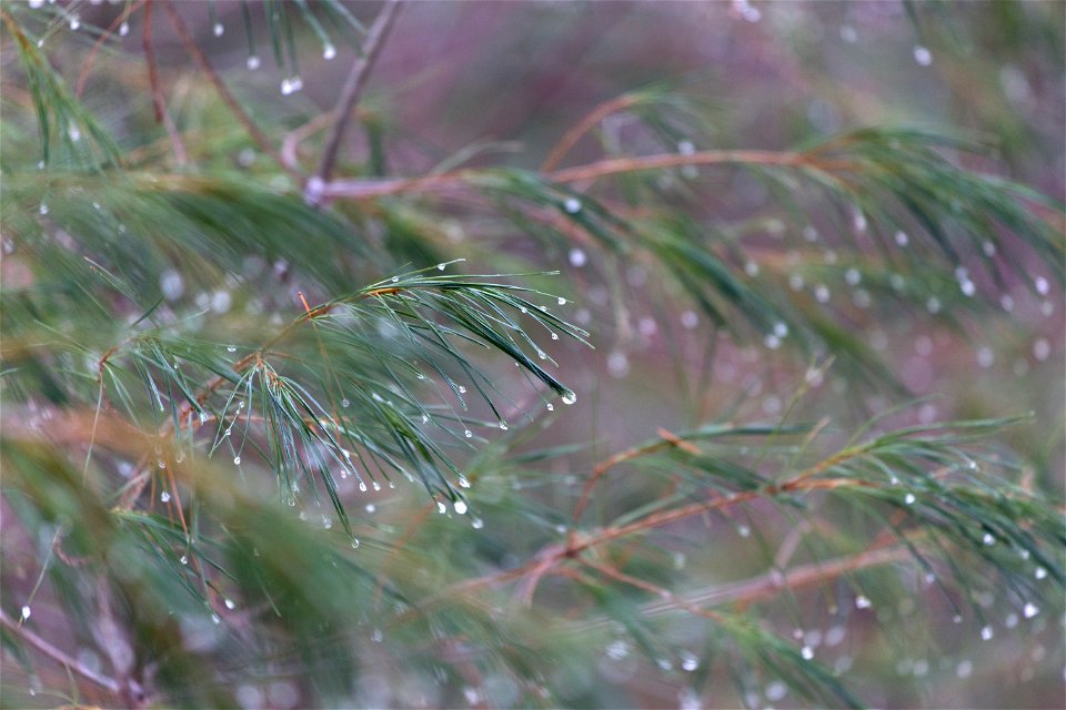 Dew Drops on Pine Needles