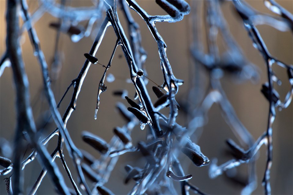 Ice Coated Branches photo
