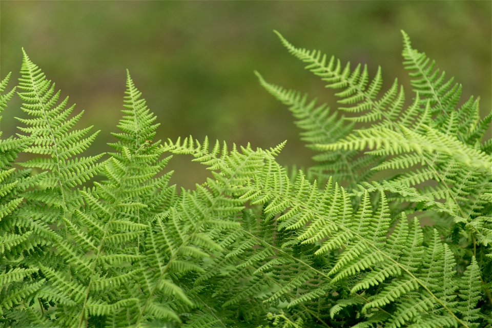 Delicate Ferns photo