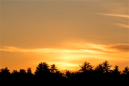 Sunset with Silhouetted Trees photo