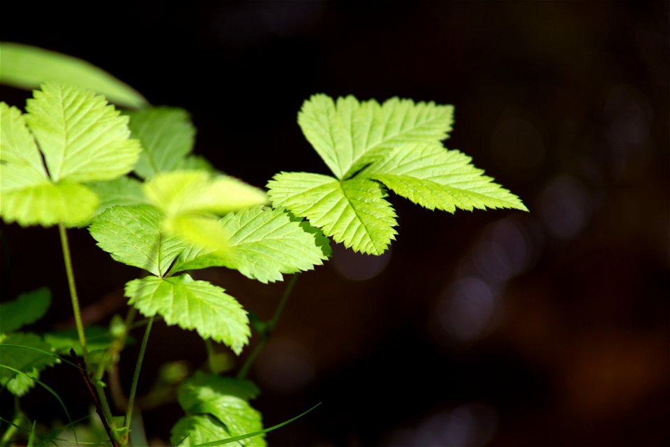 Leaves of Three photo