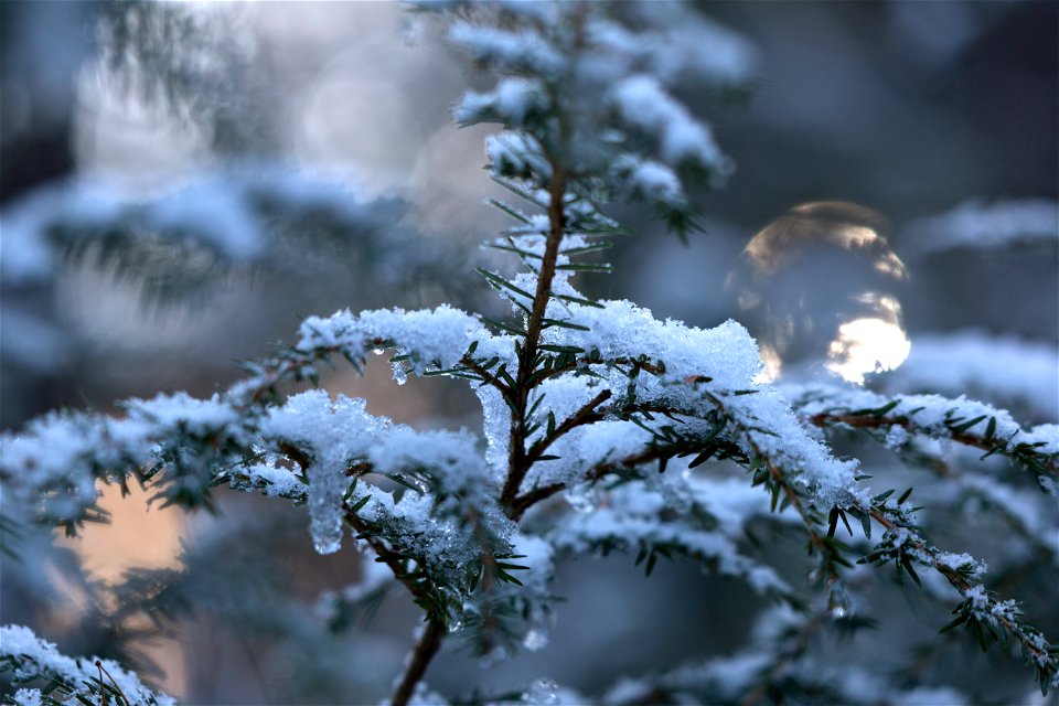 Fresh Snowfall photo