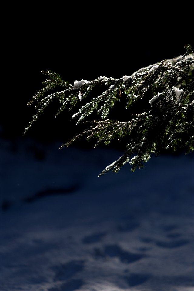 Dark Snowy Branch