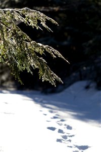 Breaking Trail in the Snow photo