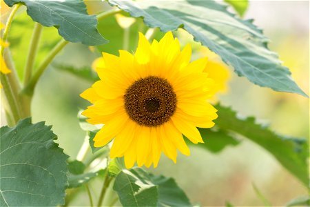 Single Small Sunflower photo