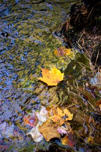 Fall Leaf Floating Downstream photo
