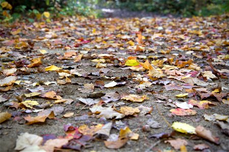 Fallen Leaves Covering Dirt Path photo