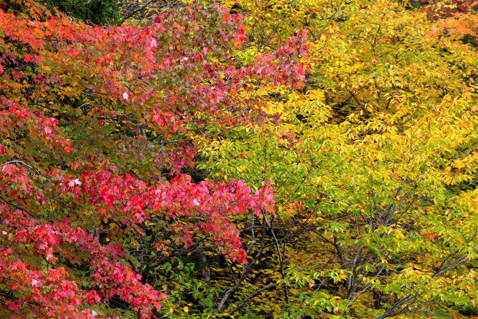 Red and Yellow Leaves photo