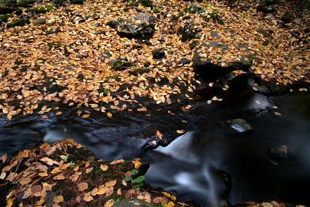 Stream Flowing Through Leaf-Covered Ground photo
