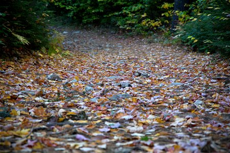 Dreary Autumn Path photo