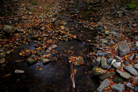 Dark Autumn Stream photo