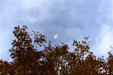 Moon Over Autumn Tree photo
