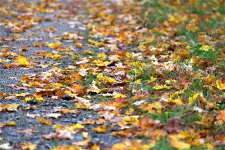 Fallen Leaves on Path photo