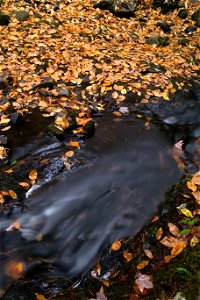 Golden Leaves and Dark Stream photo