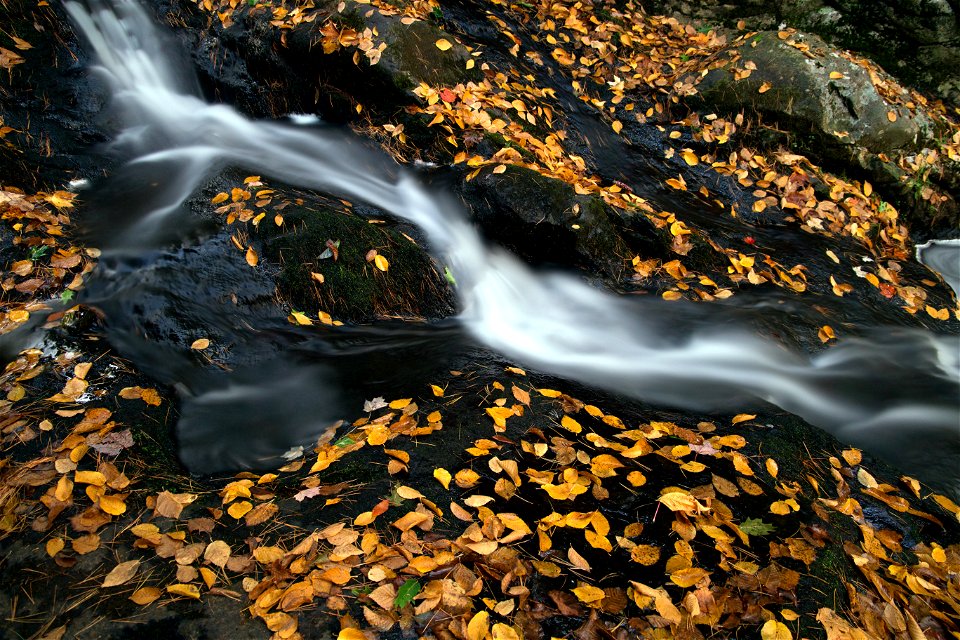 Small Rushing Stream Amongst Fallen Leaves photo