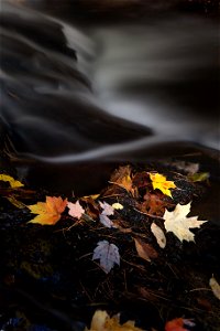 Dark Misty Stream and Glowing Leaves photo