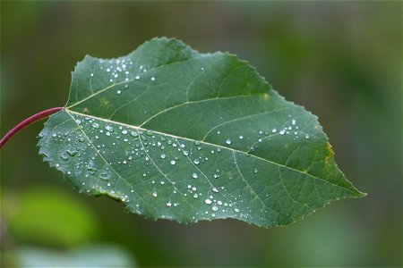 Single Leaf with Dew Drops photo