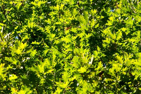 Thick Oak Foliage photo