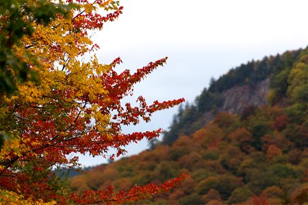 Yellow and Red Foliage in Front of Mountain photo