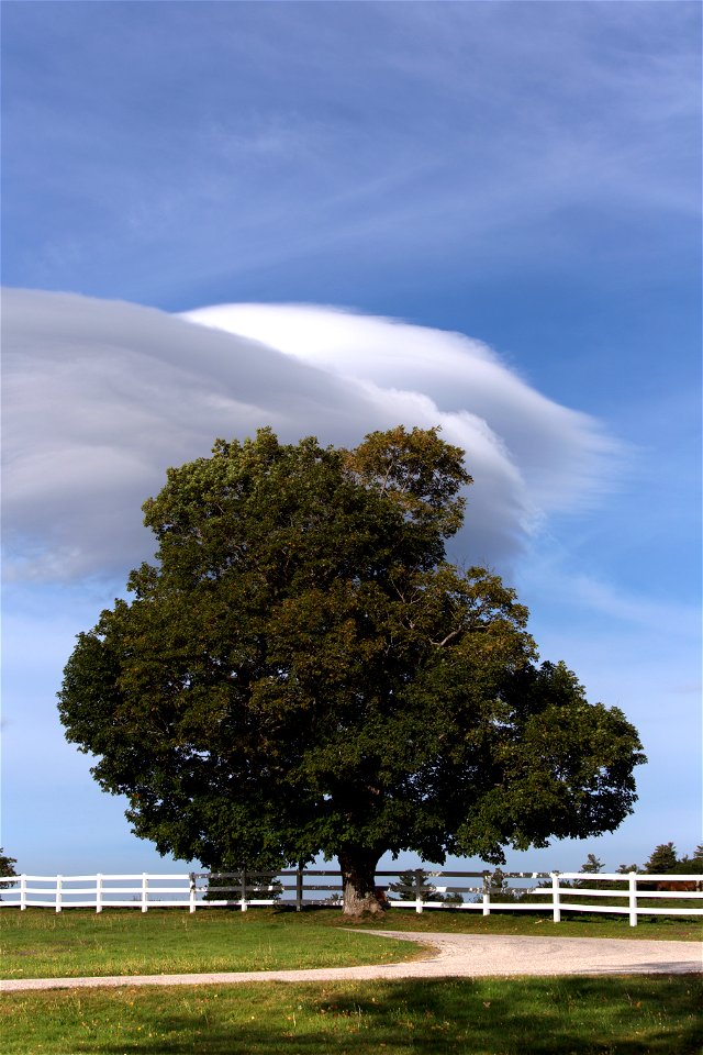 Large Tree on Edge of Paddock photo