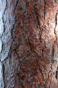 Red Pine Bark photo