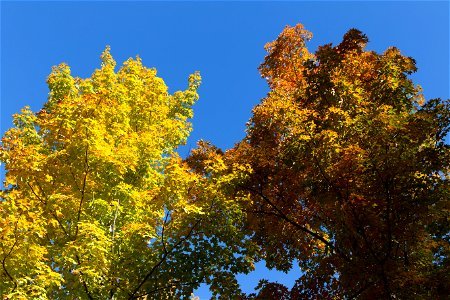 Changing Foliage Against a Bright Blue Sky photo