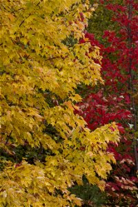 Yellow and Red Fall Foliage photo