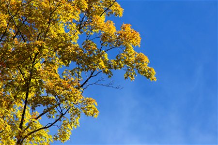Fall Tree Against Blue Sky photo