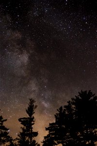 Dark Pine Tree Silhouettes Against Milky Way photo