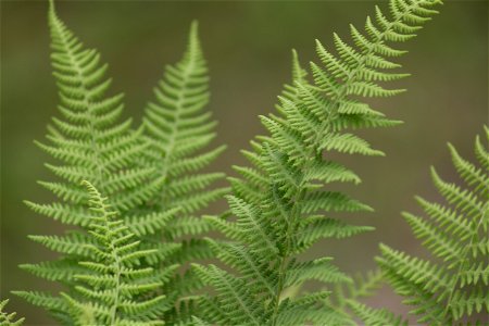 Delicate Ferns Growing photo