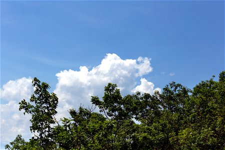 Blue Sky, White Clouds, Green Treetops photo