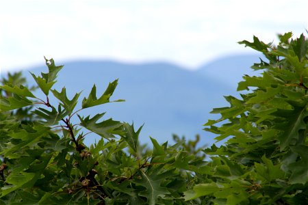 Look Past The Oak