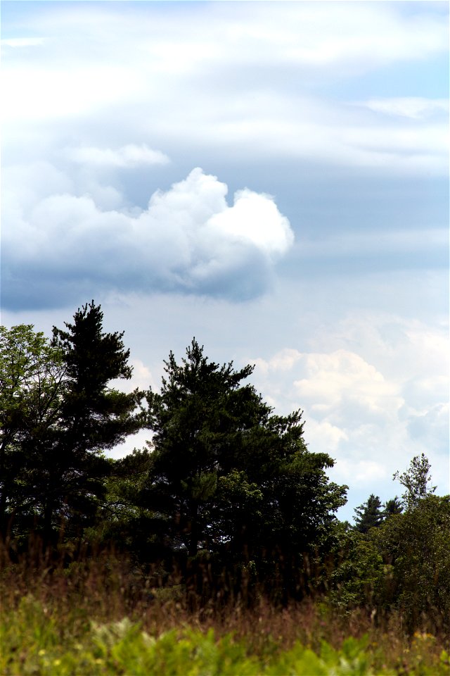 Forest’s Edge in Summer