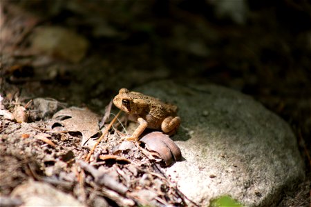 Toad on a Rock photo