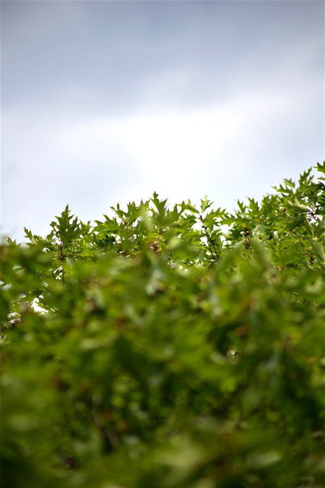 Grey Sky Past Oak Leaves