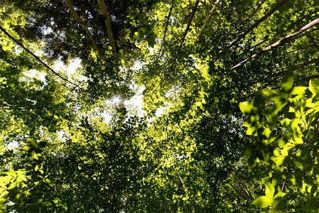 Looking Up Through Layers of Green Leaves photo